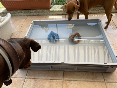 chien jouant sur le balcon