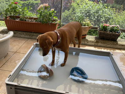 chien jouant sur le balcon