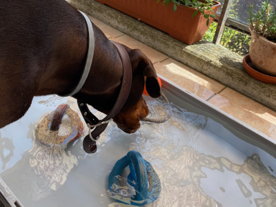 chien jouant sur le balcon