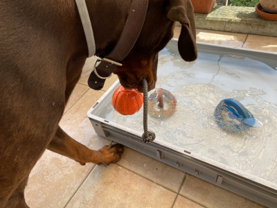 chien jouant sur le balcon