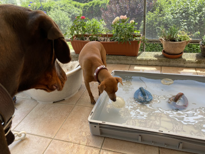 chien jouant sur le balcon