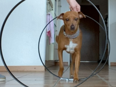 chien dans la cuisine