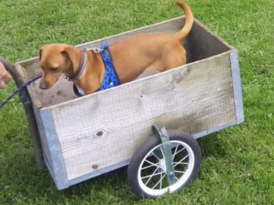 chien assis dans un chariot