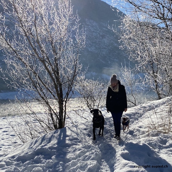 chiens dans la neige