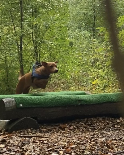 chien qui saute un obstacle