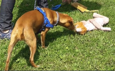 chien touchant une peluche avec son nez