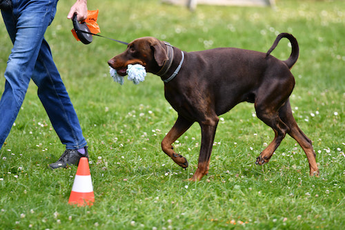 chien portant un objet