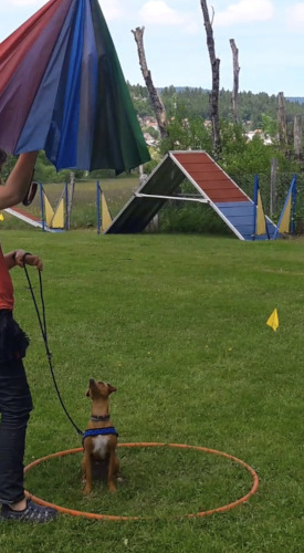 personne ouvrant un parapluie et chien assis qui regarde