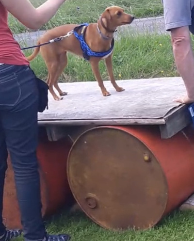 chien sur un radeau posé dans un pré