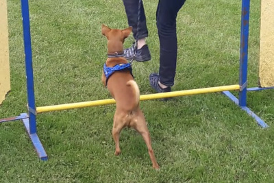 chien sautant un obstacle