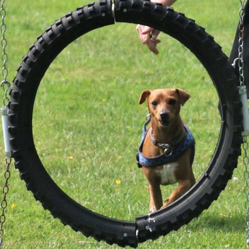 chien dans un entrant dans l'obstacle tunnel