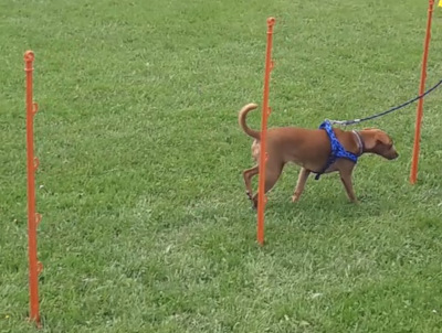 chien faisant un slalom entre des piquets