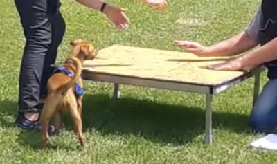 chien encouragé à monter sur une table