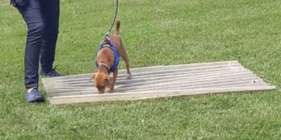 chien marchant sur une plaque de plastique ondulé